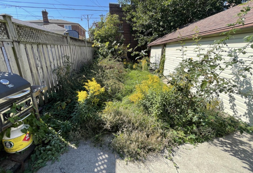 Backyard revival — before